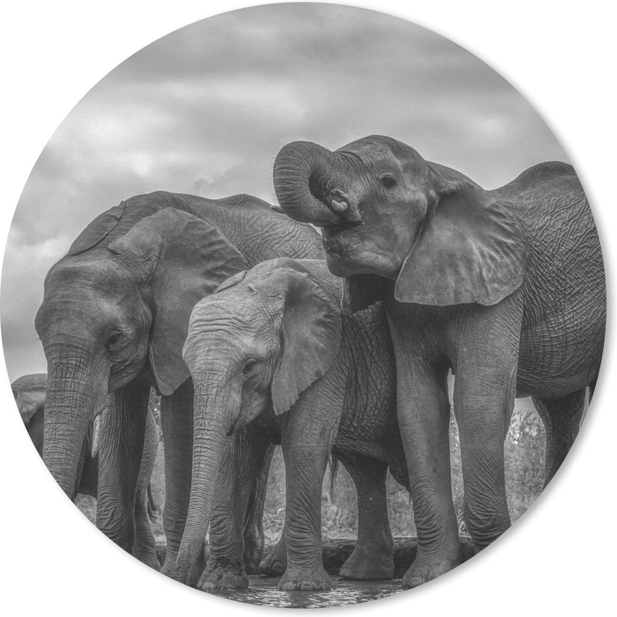 Muismat rond 30x30 cm - Mousepad Olifant - Dieren - Water - Zwart wit - Ronde muismatten