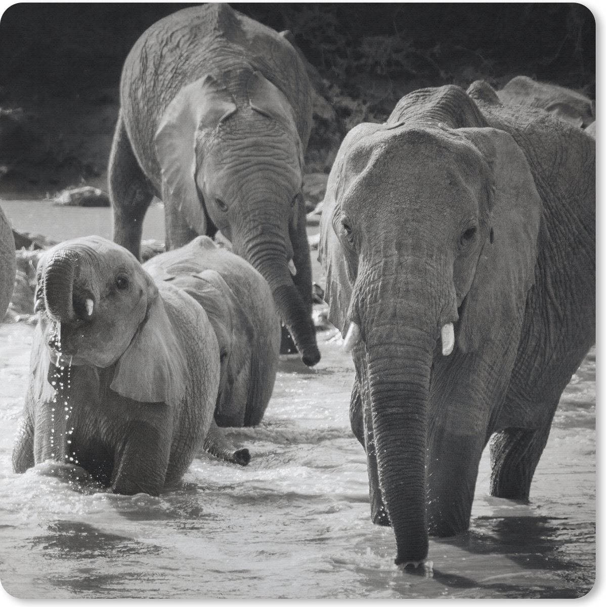 Muismat 30x30 cm - Mousepad Olifant - Dieren - Water - Zwart wit - Muismatten