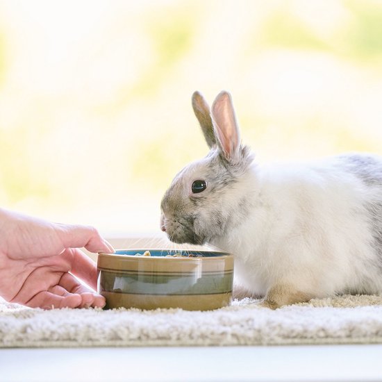 Een hand houdt een bakje met konijnenvoer voor een wit en grijs konijn.