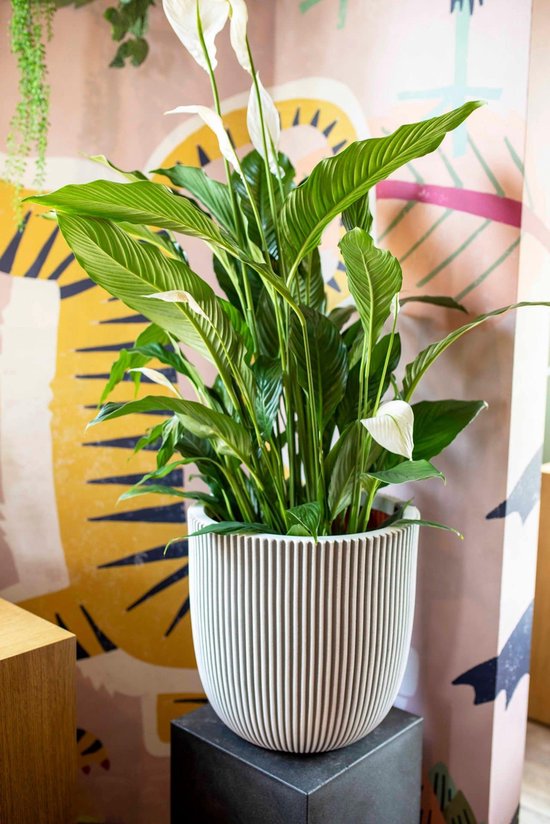 Wit gestreepte, bolvormige bloempot met een vredeslelie plant voor een muurschildering.