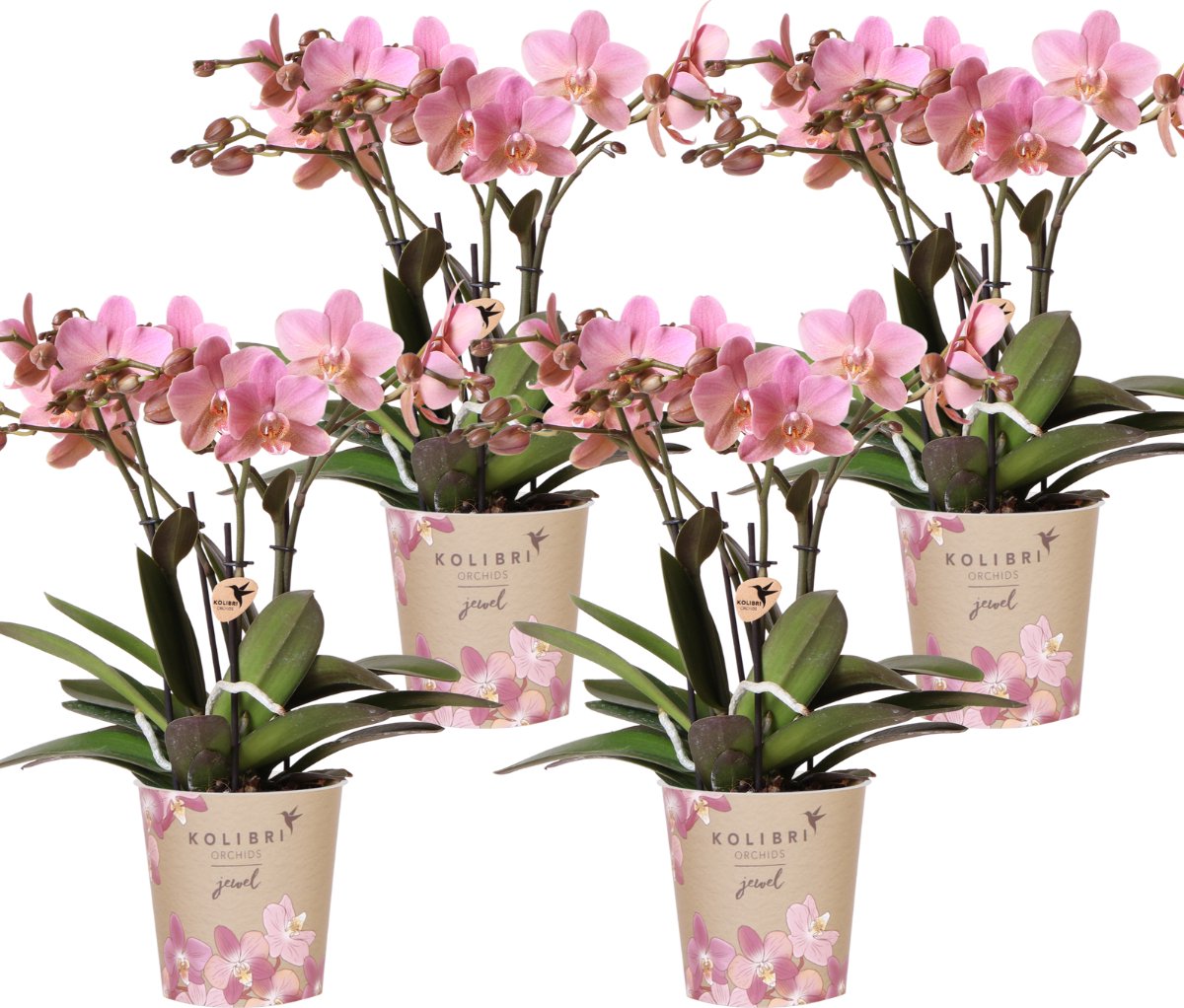 Green Harmony | COMBI DEAL van 4 Phalaenopsis orchideeën - Treviso - potmaat Ø12cm | bloeiende kamerplant - vers van de kweker