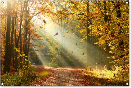 Foto: Tuinposter 120x80 cm tuindecoratie bos bomen herfst zon herfstbladeren natuur poster voor in de tuin buiten decoratie schutting tuinschilderij tuindoek muurdecoratie wanddecoratie balkondoek