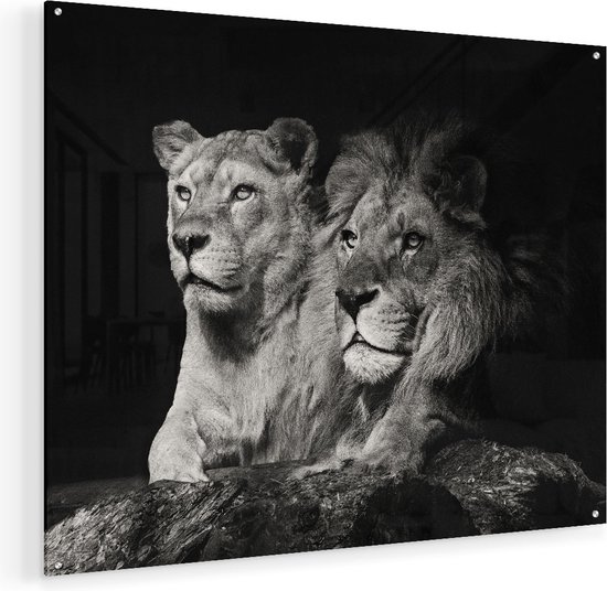 Peinture sur verre Artaza - Lion et lionne - Zwart Wit - 100 x 80 - Groot - peinture en plexiglas - Photo sur Glas