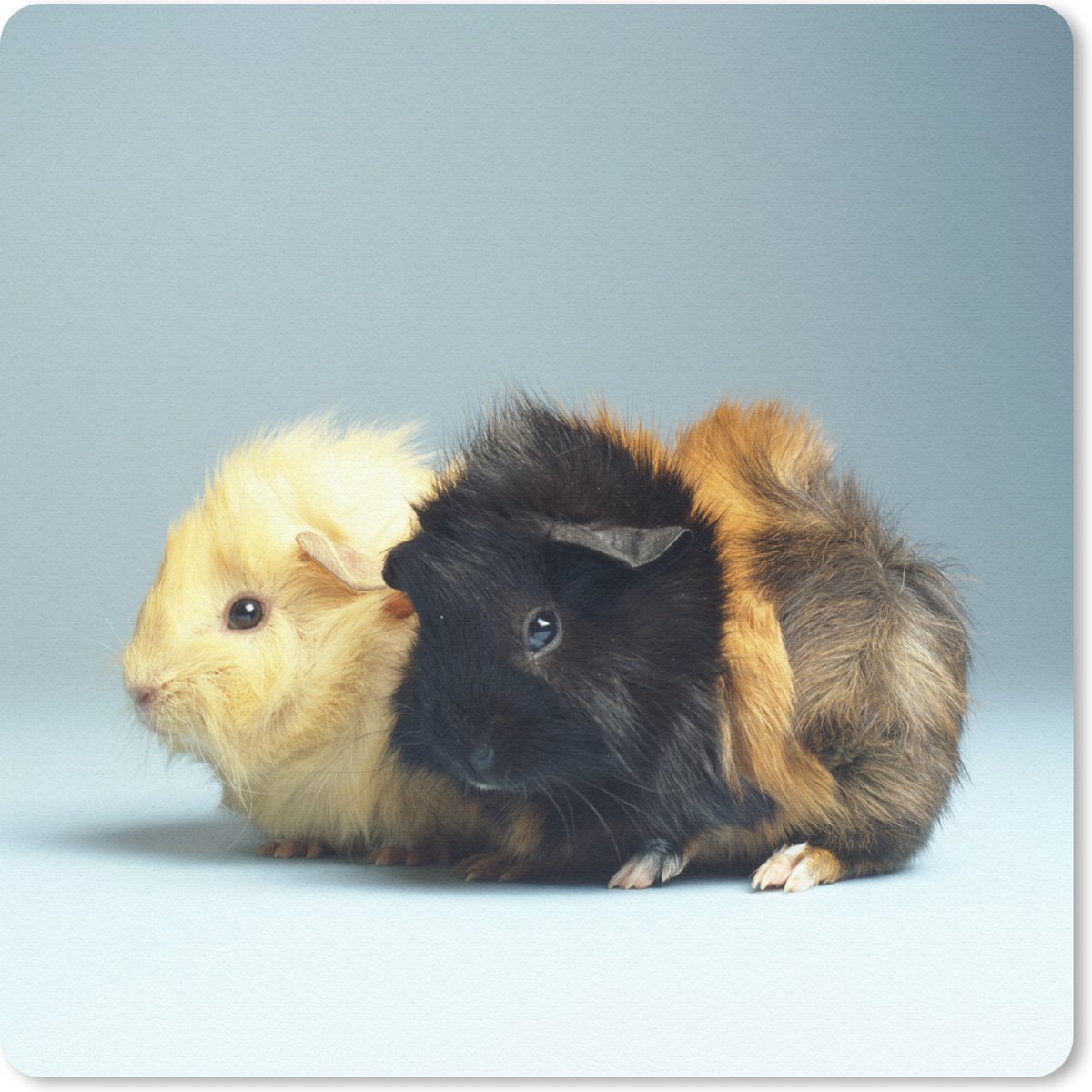 Muismat 20x20 cm - Mousepad Twee kleine cavia's - Muismatten