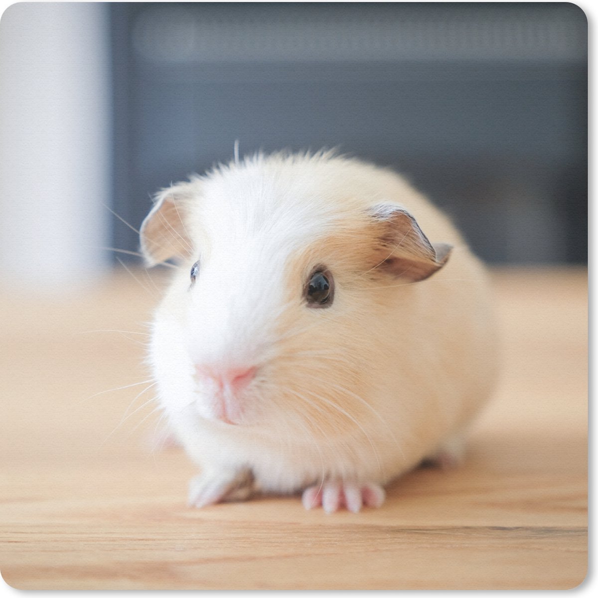 Muismat 30x30 cm - Mousepad Schattige baby cavia - Muismatten