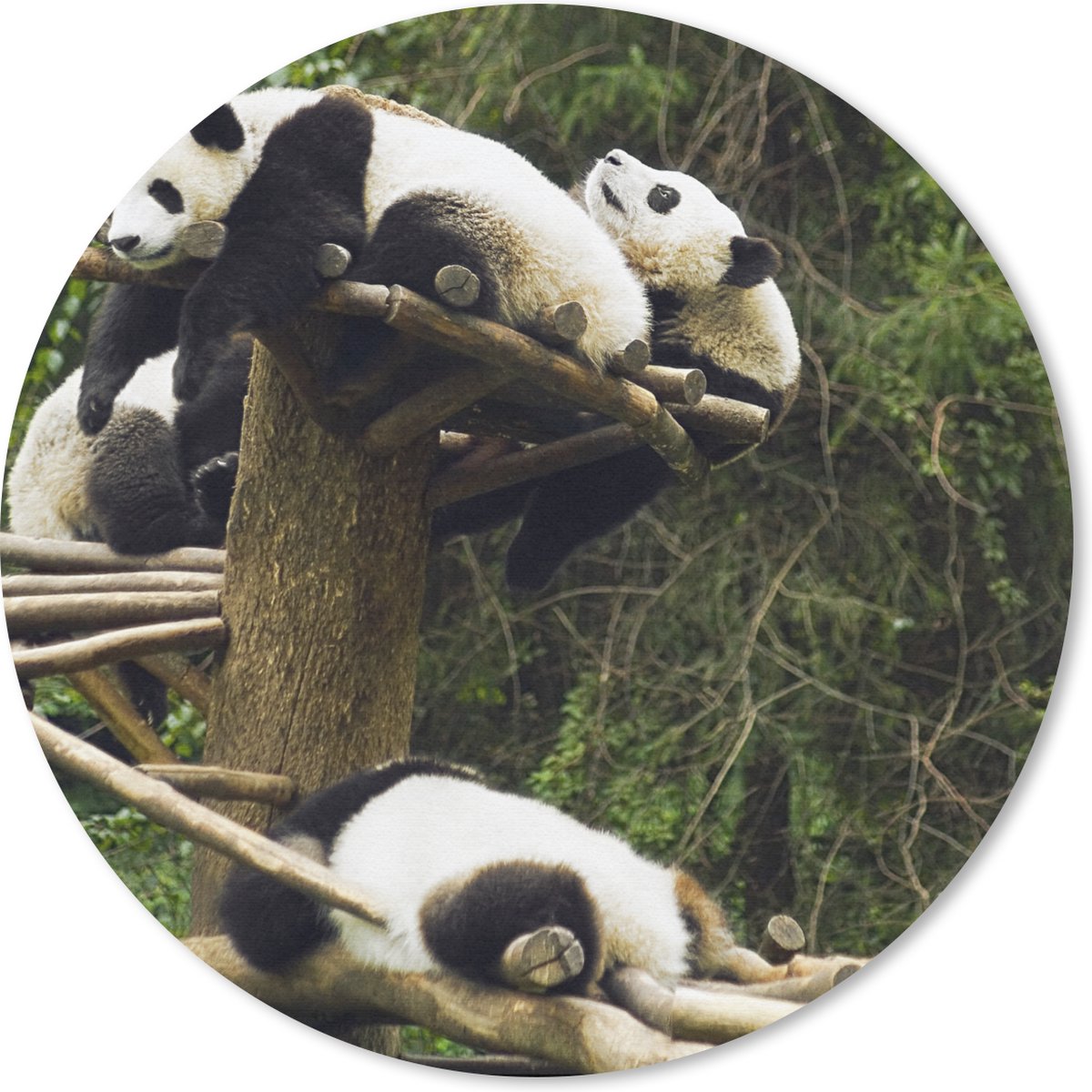 Muismat rond 20x20 cm - Mousepad Panda's - Hout - Trap - Ronde muismatten