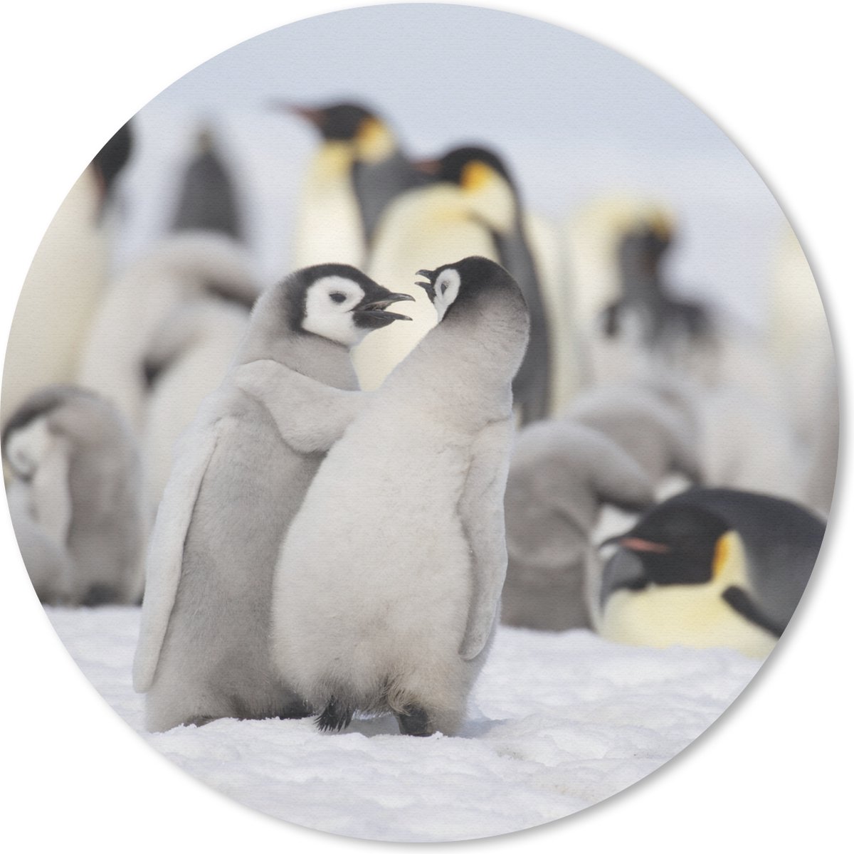 Muismat rond 50x50 cm - Mousepad Pinguïns - Sneeuw - Dieren - Ronde muismatten
