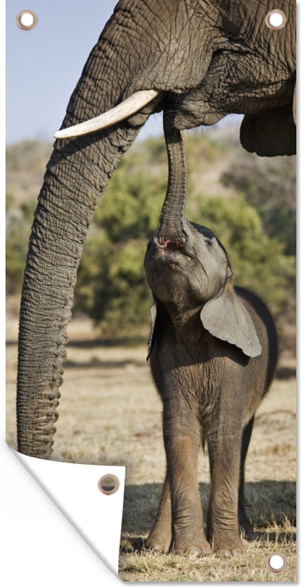 Décoration murale d'extérieur Bébé éléphant communique avec sa mère