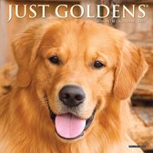 Golden Retriever Kalender 2022 Mini