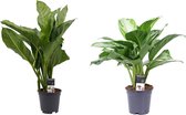 Aglaonema Combi - B.J. Freedman - Silverbay ↨ 55cm - 2 stuks - hoge kwaliteit planten