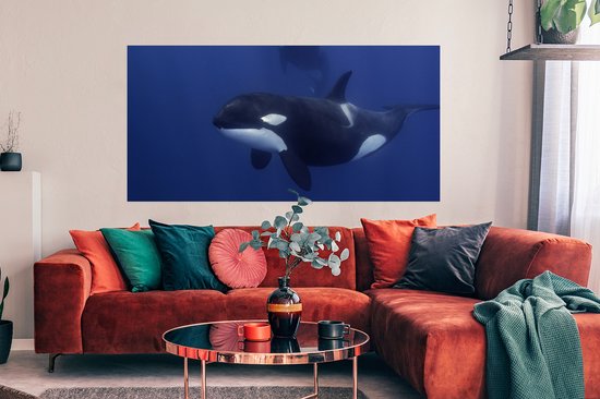 Affiche Deux orques dans l'eau claire - 160x80 cm
