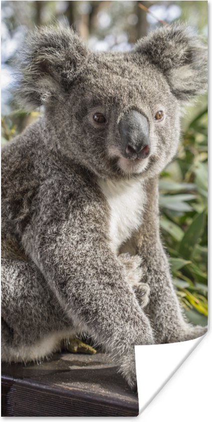 Poster Koala - Bois - Plantes - Kids - Garçons - Meiden - 40x80 cm