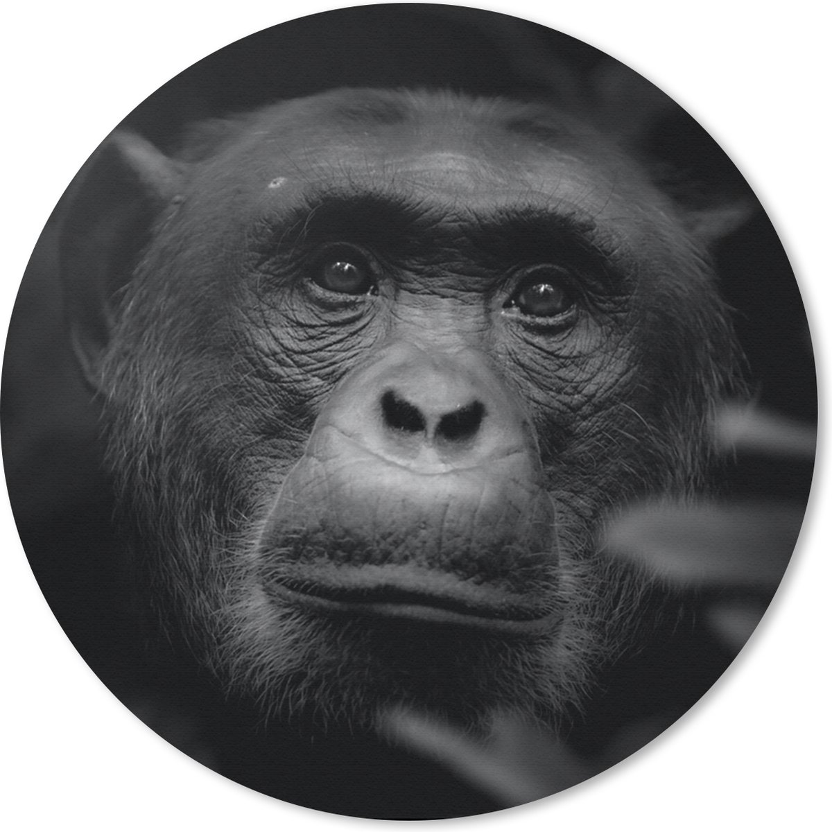 Muismat rond 20x20 cm - Mousepad Dieren - Aap - Jungle - Zwart - Wit - Ronde muismatten