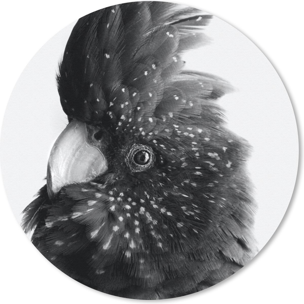 Muismat rond 30x30 cm - Mousepad Close-up van een kaketoe tegen een lichtblauwe achtergrond - zwart wit - Ronde muismatten