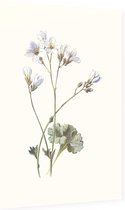 Steenbreek (Saxifrage) - Foto op Dibond - 40 x 60 cm
