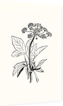 Zevenblad zwart-wit (Gout Weed) - Foto op Dibond - 40 x 60 cm