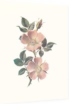 Roos (Rose) - Foto op Dibond - 60 x 80 cm