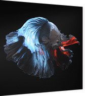 Blauwe siamese kempvis op zwarte achtergrond - Foto op Dibond - 80 x 80 cm