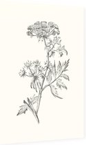 Sium Suave zwart-wit Schets (Water Parsnip) - Foto op Dibond - 40 x 60 cm