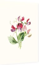 Pronkerwt (Sweet Pea White) - Foto op Dibond - 60 x 90 cm