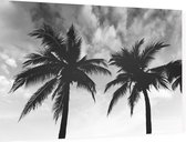 2 Palmbomen zwart wit,  - Foto op Dibond - 90 x 60 cm