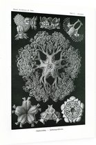 Astrophyton - Ophiodea (Kunstformen der Natur), Ernst Haeckel - Foto op Dibond - 30 x 40 cm