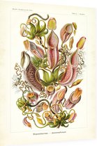 Nepenthes - Nepenthaceae (Kunstformen der Natur), Ernst Haeckel - Foto op Dibond - 30 x 40 cm