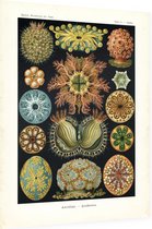 Cynthia - Ascidiae (Kunstformen der Natur), Ernst Haeckel - Foto op Dibond - 60 x 80 cm