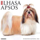 Lhasa Apso Kalender 2022
