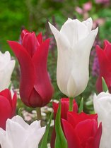 200x Tulpen 'White triumphator & red shine gemengd'  bloembollen met bloeigarantie