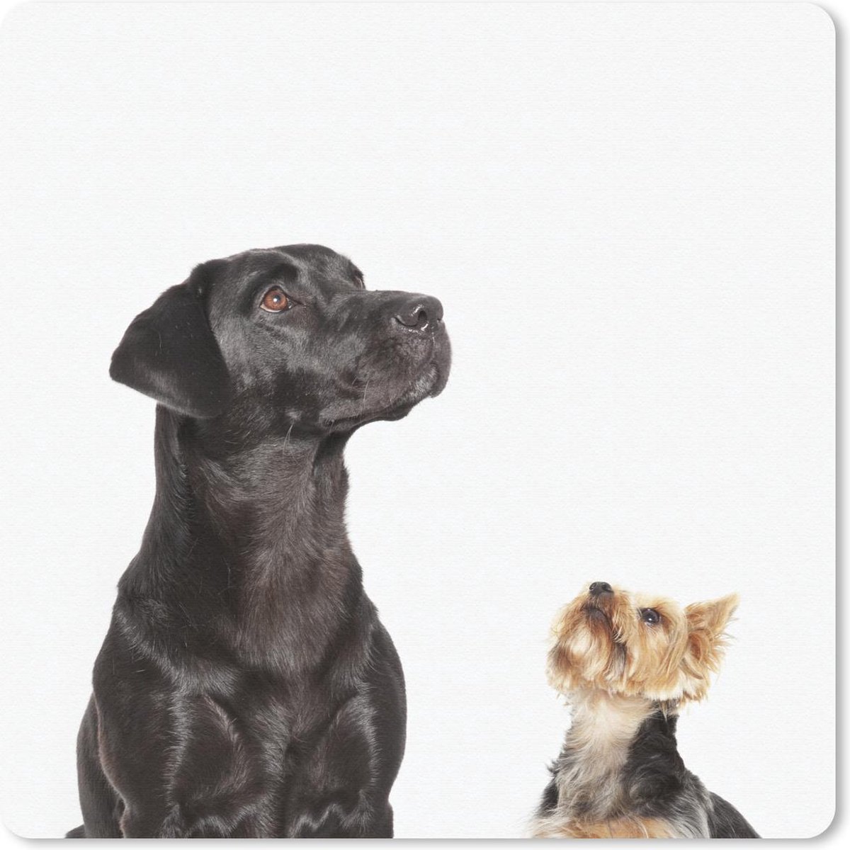 Muismat 30x30 cm - Mousepad Omhoog kijkende honden - Muismatten