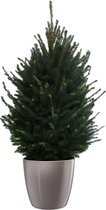 Hellogreen Kamerplant - Echte Kleine Kerstboom - Picea Glauca - 110 cm - ELHO Brussels Diamond Oyster Pearl