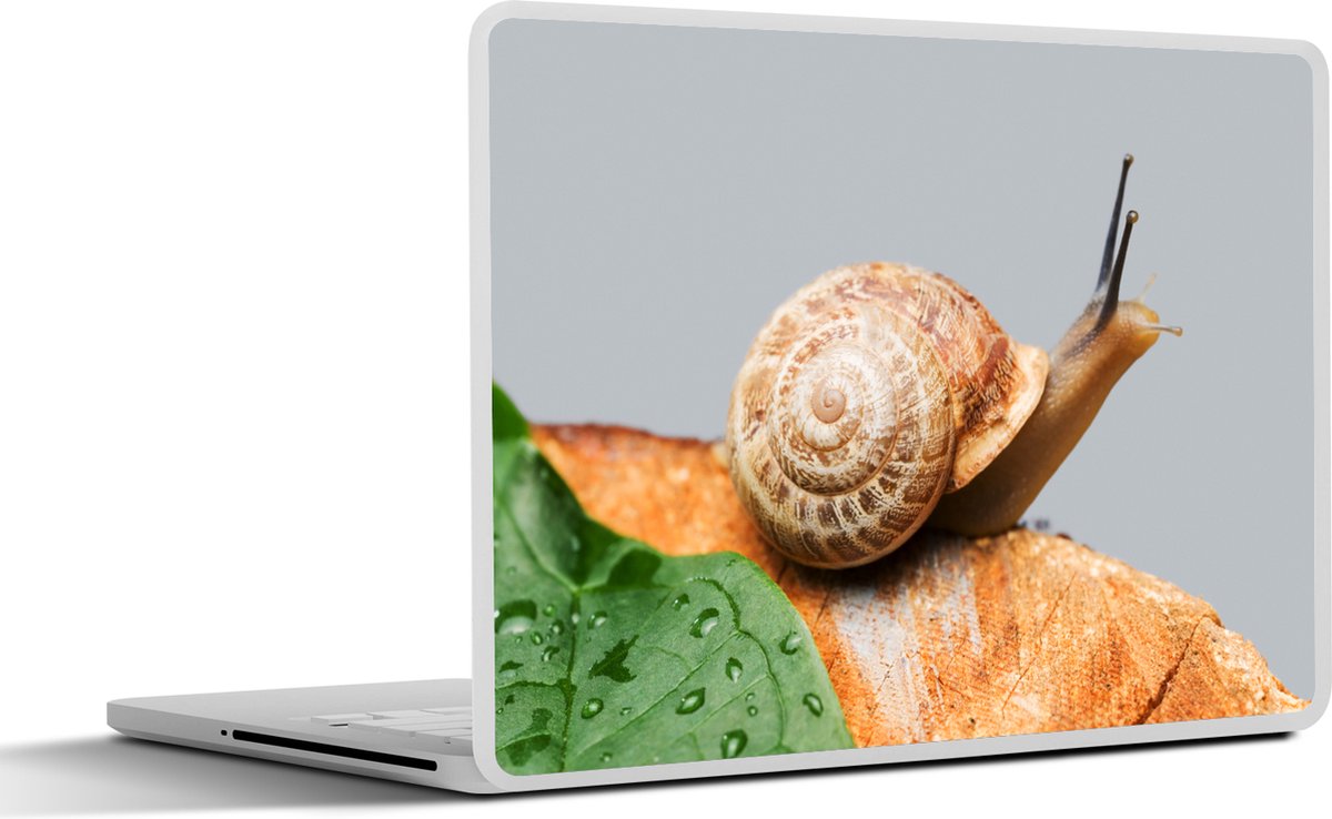 Afbeelding van product SleevesAndCases  Laptop sticker - 12.3 inch - Slak op een stuk hout