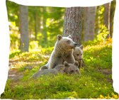 Ours - Brun - Forêt