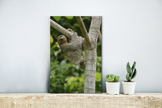 Tableau sur toile Un paresseux accroché à une branche - 20x30 cm - Décoration murale Art