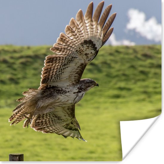 Buizerd Poster 100x100 cm voor Woonkamer