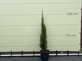 Italiaanse Cipres Totem 120 cm