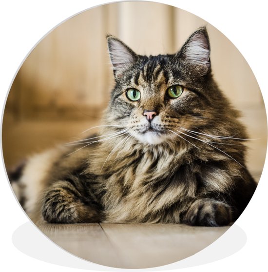 Chat Maine Coon Raye A Poil Long Noir Et Marron Assiette En Plastique Cercle Mural Bol Com