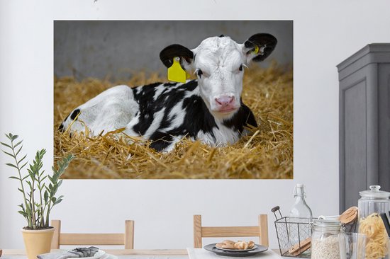 Sticker Muursticker Vache frisonne - Veau mignon de vache frisonne mensonges instro - 120x80 cm - film adhésif autocollant - sticker mural repositionnable