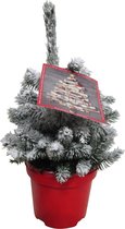 Kerstboom Picea sneeuw ↨ 50cm - hoge kwaliteit planten