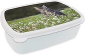 Broodtrommel Wit - Lunchbox - Brooddoos - Een kitten in een veld met klaver - 18x12x6 cm - Volwassenen