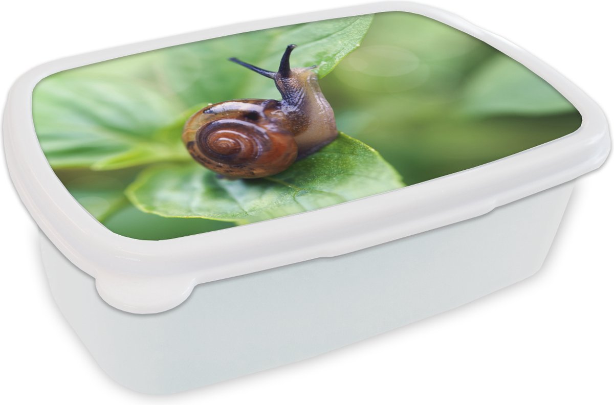 Broodtrommel Wit - Lunchbox - Brooddoos - Slak op blad - 18x12x6 cm - Volwassenen