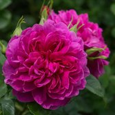Princess Anne | Engelse roos | David Austin | Struik | Goede geur | 1 meter hoog | Wortel