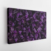 Canvas schilderij - Leaves of tradescantia zebrina bosse, abstract purple texture, nature background, tropical leaf  -     1451992778 - 40*30 Horizontal
