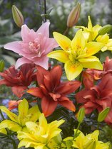 30x Lelies 'Dubbel aziatisch gemengd'  bloembollen met bloeigarantie