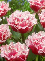 48x Tulpen 'Queensland'  bloembollen met bloeigarantie