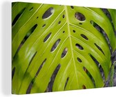 Canvas Schilderij Groot botanisch blad van de gatenplant - 30x20 cm - Wanddecoratie