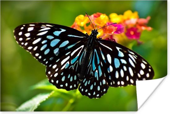 Poster Blauwe Tijger vlinder