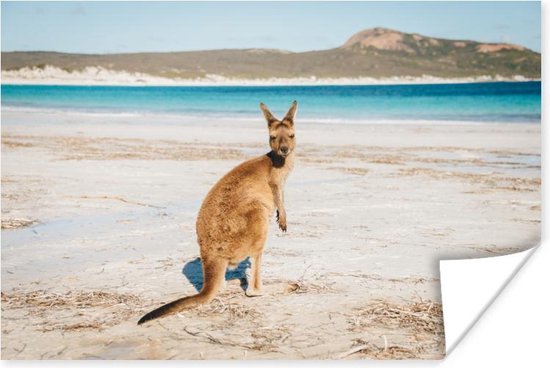 Omkijkende kangoeroe Poster 120x80 cm - Foto print op Poster (wanddecoratie)