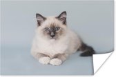 Poster Kat - Ragdoll Kat - Blauw - Meisjes - Kinderen - Jongens - Kindje - 30x20 cm